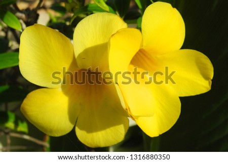 Tropical plant Turner (Turnera diffusa) with yellow flowers, Kerala, Kochi