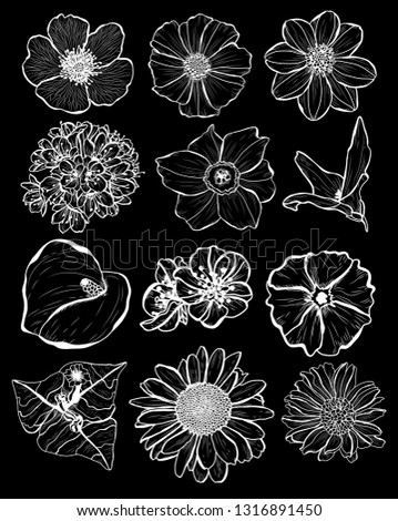 Decorative  flowers set, design elements. Can be used for cards, invitations, banners, posters, print design. Floral background in line art style