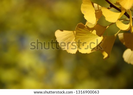 Gingko biloda yellow leaves in Japan