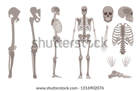 Vector human skeleton parts set. Human body bones, Scientific and anatomical mockup for education. Skull, backbone or spine, chest, ribs, legs on isolated background.