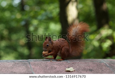 Amazing Red Squirrel