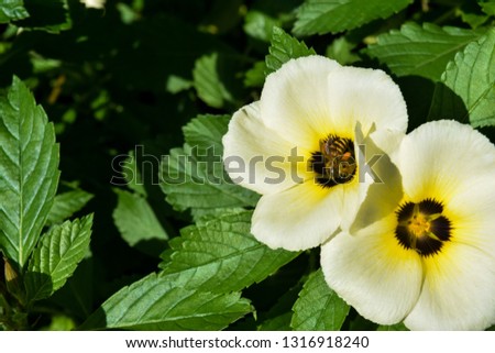 White Flower with Bee