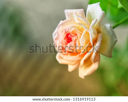 Rose soft and blur style with color filter for background.  Rose planted in the garden are beautiful blooming fragrant.

