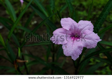 Violet Flower with leaf