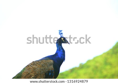 Wild Mauritian Peacock