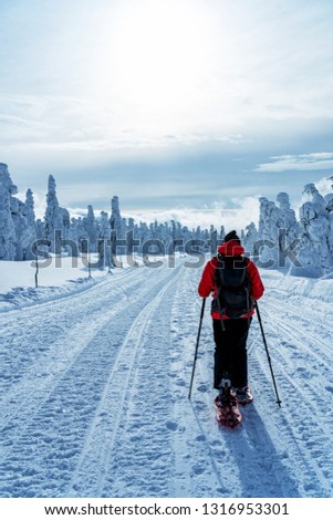 Winter sport activity. Woman hiker hiking with backpack and snowshoes snowshoeing on snow trail forest. Beautiful landscape with coniferous trees and white snow.