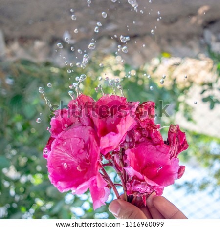 Pink Flower with drops of water freeze moment 