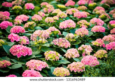 Colorful Hydrangea. Macro Photography 