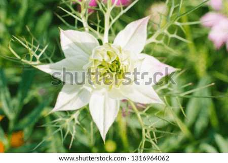 White Nigella Damask Flower