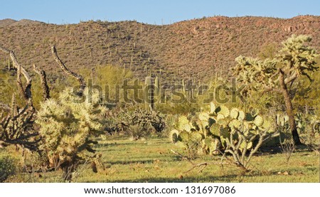 Spring time in the Sonoran desert