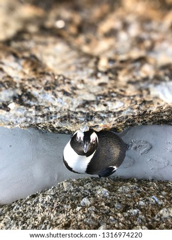 Pekaboo: cute penguing hiding behind a rock: picture from above, funny facial expression