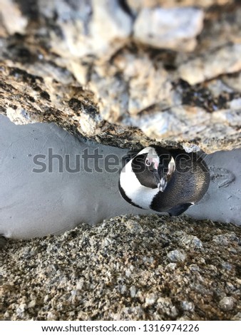Pekaboo: cute penguing hiding behind a rock: picture from above, funny facial expression