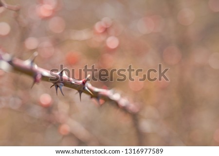 Part of the stem roses with thorns isolated on blurred background