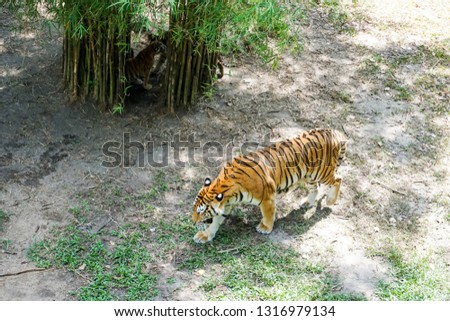 The Malayan tiger (Panthera tigris tigris) is a tiger population in Peninsular Malaysia