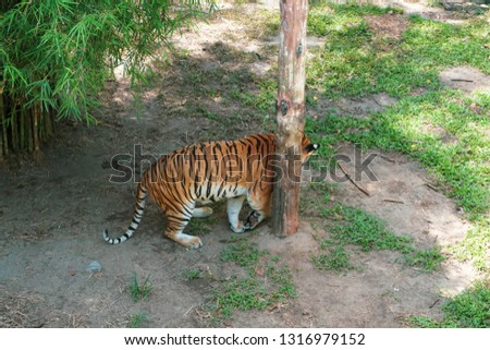 The Malayan tiger (Panthera tigris tigris) is a tiger population in Peninsular Malaysia
