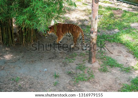 The Malayan tiger (Panthera tigris tigris) a tiger population in Peninsular Malaysia. The tiger with its newly born cubs.