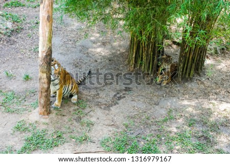 The Malayan tiger (Panthera tigris tigris) a tiger population in Peninsular Malaysia. The tiger with its newly born cubs.