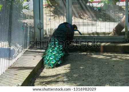 Peacock in Captivity - image