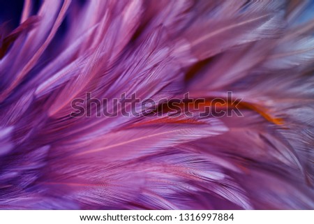 Purple chicken feathers in soft and blur style for background