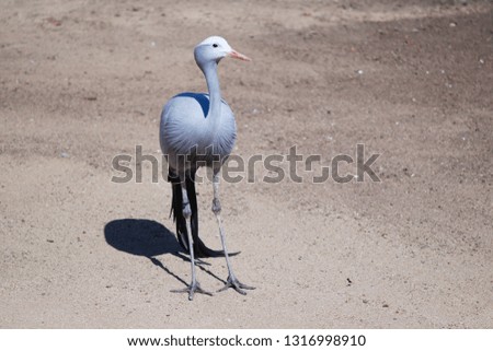View of Blue Crane against blurred sandy background