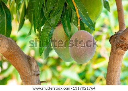 Tropical mango tree with big ripe mango fruits growing in orchard on Gran Canaria island, Spain, cultivation of mango fruits on plantation.