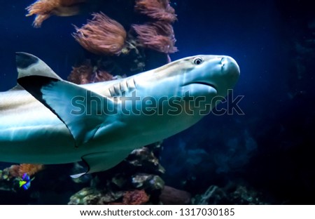 shark swimming near coral reef with litte fish