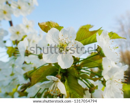 a macro closeup of a spring blooming  apple or cherry tree branch with soft white flowers and green leaves against blue sky background on a bright sunny day