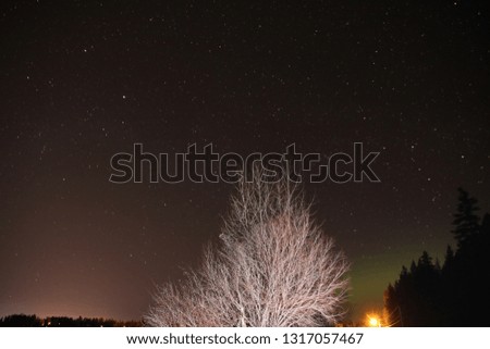 white tree northern lights