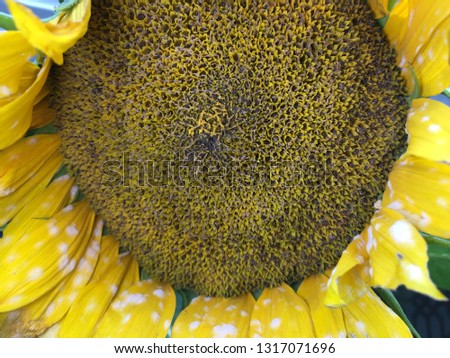 Sunflower blooming close up view