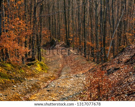 Very beautiful road in the forest. Trail in the forest. Forest without leaves. Mountains