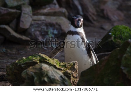 A humboldt penguin standing between the rocks near the water.