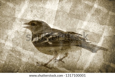 Aged photo, birds on old crumpled paper. Vintage photo of one animal