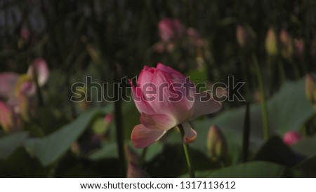 rose Lotus flower growing in Russia in the fresh Gulf of the Azov sea