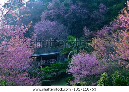 Wonderland of wild himalayan cherry in garden. Beautiful of landscape sakura blossom garden in Chiangmai, Thailand.