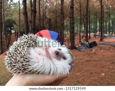 Hedgehog or Dwarf porcupine in the pine forest.