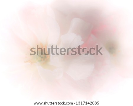 Tenderness.  Delicate flower on a pastel background. Macro beautiful pink colors with extreme shallow depth of field. Suitable as a blank for a wedding invitation, greeting card or advertising.