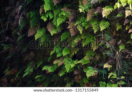 Close up of natural wall with colorful leaves pattern