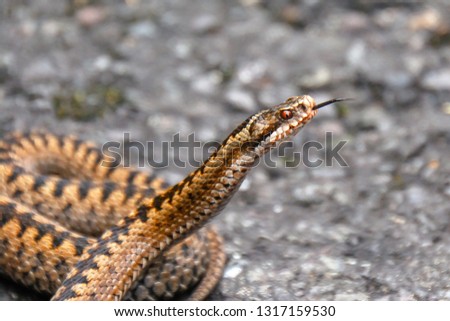 Vipera berus, the common European adder or common European viper, is a venomous snake that is widely widespread. Common crossed viper in natural habitat. Close-up picture.
