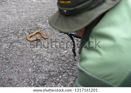 Vipera berus, the common European adder or common European viper, is a venomous snake that is widely widespread. Common crossed viper in natural habitat with man/photographer. Close-up picture.