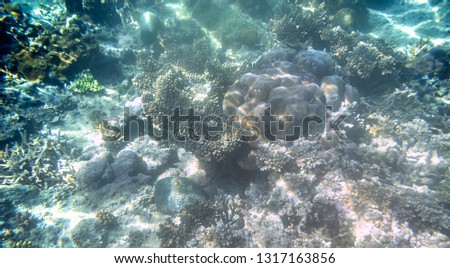 Snorkeling exploring underwater view - beautiful underwater antler carol reef on the seabed, close up