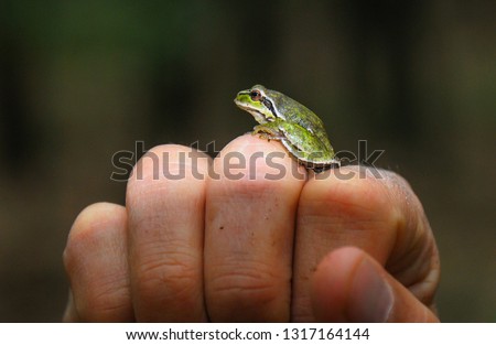 The European tree frog (Hyla arborea formerly Rana arborea) is a small tree frog found in Europe, Asia and part of Africa. Small green frog on human hand with dark background.