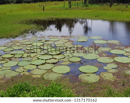 
Victoria is a genus of water-lilies, in the plant family Nymphaeaceae. Amazona rainforest, Brazil
