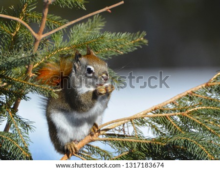 North American red Squirrel