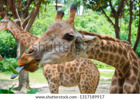 giraffe shows his tongue for trying to get a leaf, breeding