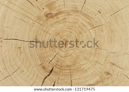 Closeup of the rings of a newly cut tree
