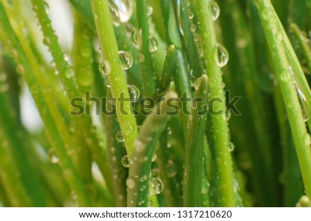 Green plant of onion in spring with water drops
