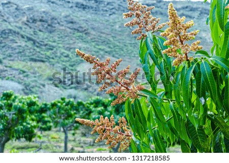 Seasonal blossom of tropical mango tree growing in orchard on Gran Canaria island, Spain, cultivation of mango fruits on plantation. Close up.