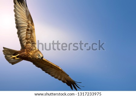 Flying bird. Bird of prey. Blue sky background. 
