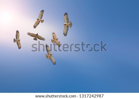 Flying eagles. Blue sky with white background. 