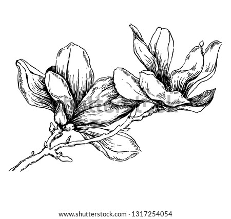 Magnolia flower drawing. Sketch with black and white  flower with line art on white backgrounds. Hand Drawn Vector Botanical Illustrations